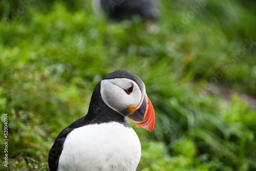 Closeup of puffin characteristic bird of Iceland Europe © Simona