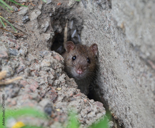 A rat peeks out of a crack in a concrete slab