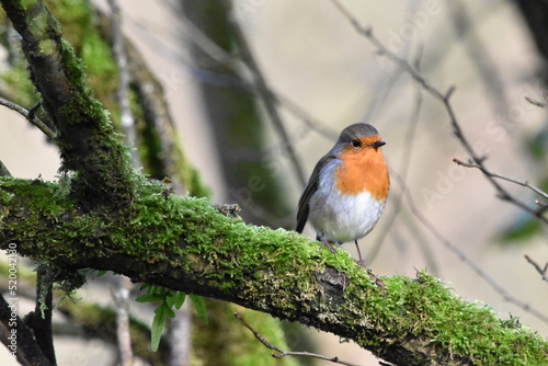 Slika na platnu robin on a branch, Kilkenny, Ireland