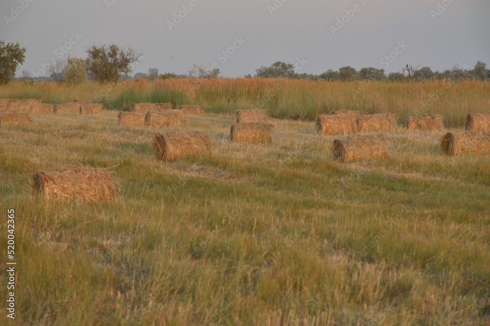 Haystacks rolled up in bales in the fields of kuban. Haystacks rolled up in bales in the fields of kuban.