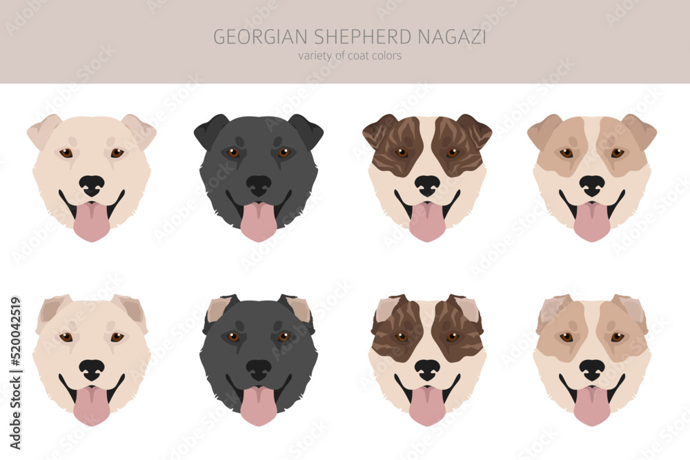 Obraz premium Georgian Shepherd Nagazi clipart. Different coat colors set