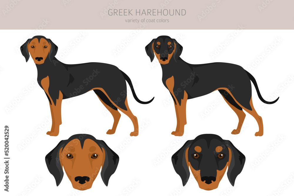 Greek Harehound clipart. Different coat colors set