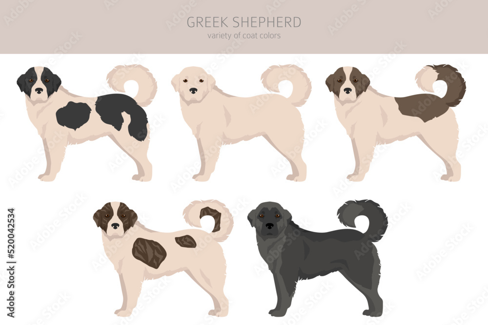 what color are greek shepherd dogs