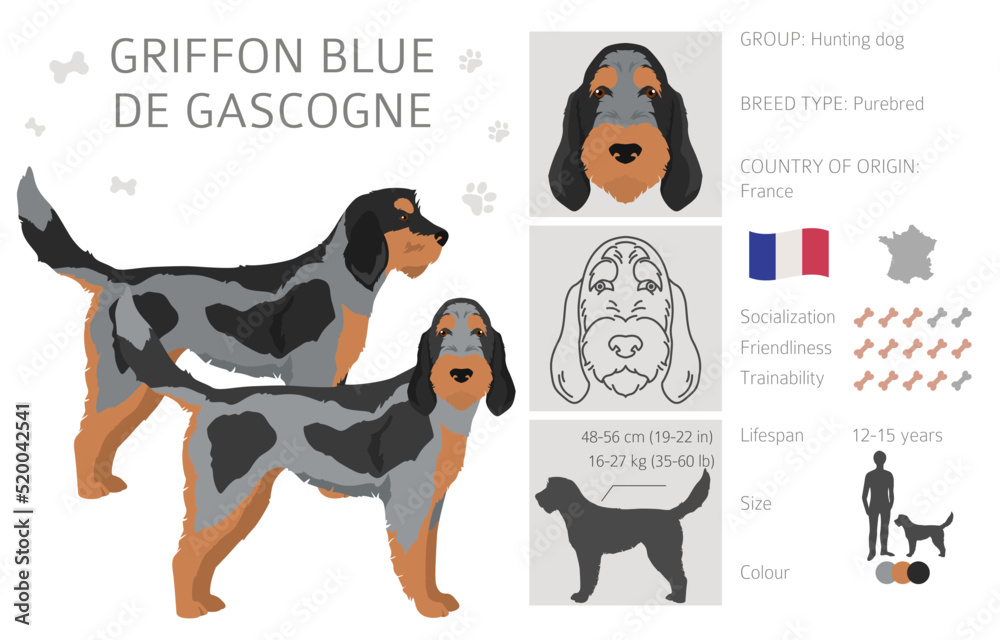 Griffon Blue de Gascogne  clipart. Different coat colors set