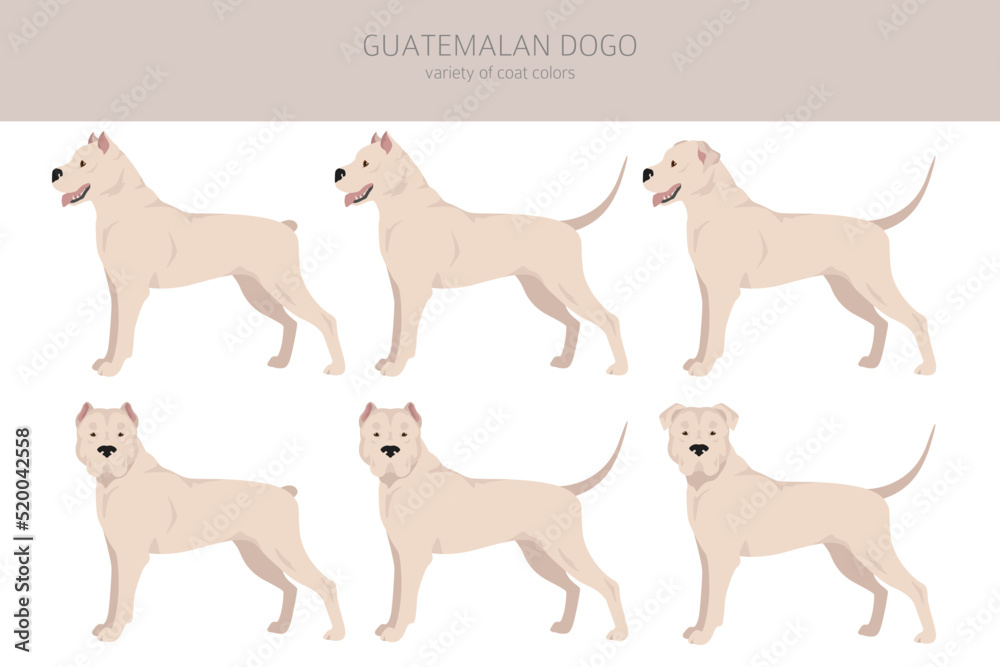 Guatemalan dogo clipart. Different coat colors set