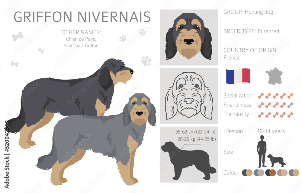 Griffon Nivernais clipart. Different coat colors set