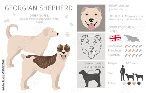 Georgian Shepherd Nagazi clipart. Different coat colors set