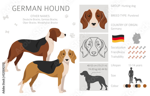 German Hound clipart. Different coat colors set