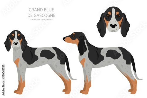 Grand Bleu de Gascogne clipart. Different coat colors set