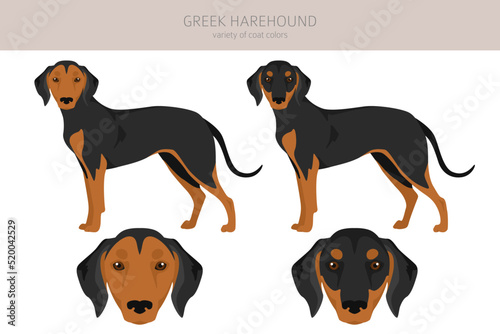 Greek Harehound clipart. Different coat colors set