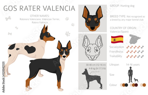Gos Rater Valencia clipart. Different coat colors set