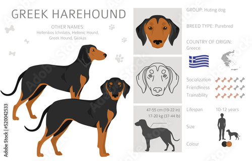 Greek Harehound clipart. Different coat colors set photo