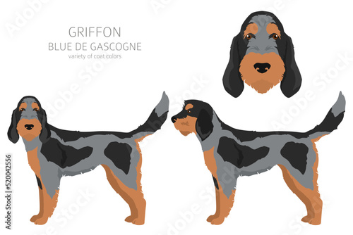 Griffon Blue de Gascogne  clipart. Different coat colors set