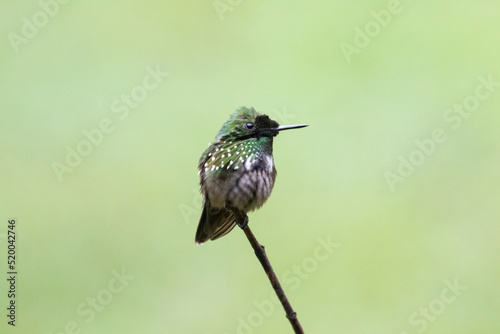 Beautiful hummingbird
