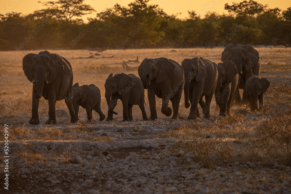 Fototapeta premium Elephants at sunset in Etosha National Park, Namibia