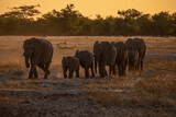 Elephants at sunset in Etosha National Park, Namibia