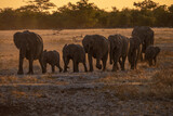 Elephants at sunset in Etosha National Park, Namibia