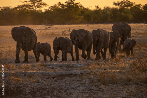 Elephants at sunset in Etosha National Park, Namibia