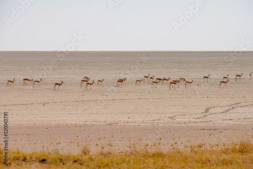 Springboks in Etosha National Park, Namibia