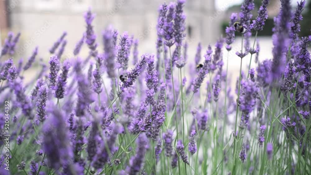 Flying bumble-bee gathering pollen from lavender blossoms. Close up Slow Motion. Beautiful Blooming Lavender Flowers swaying in wind. Provence, South France, Europe. Calm Cinematic Nature Background