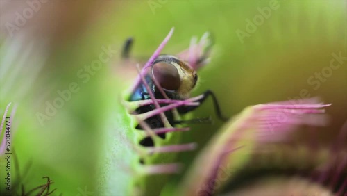 Dionaea carnivorous plant capturing a fly in 4K macro video, selective focus and fine details