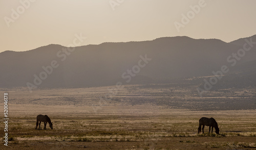 Wild Horses in Spring inthe Utah Desert