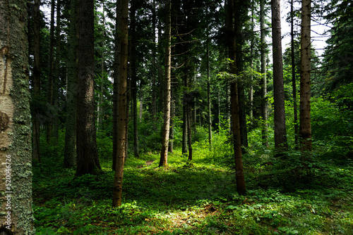 Fototapeta Naklejka Na Ścianę i Meble -  Idyllic forest view by the Rila mountain in Bulgaria