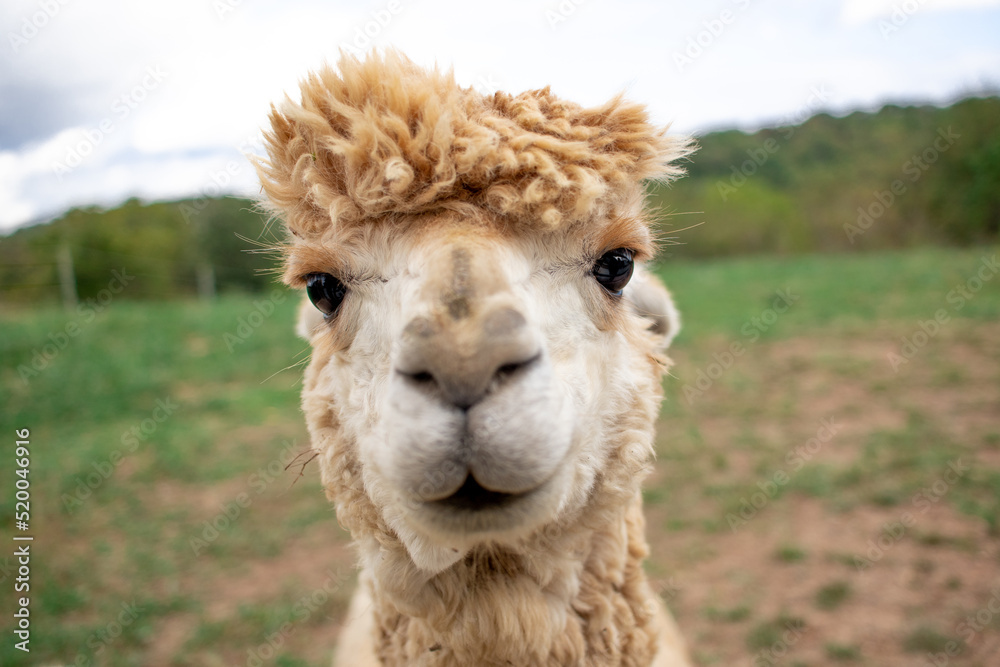 Close up portrait of alpaca face centered outdoors during the day
