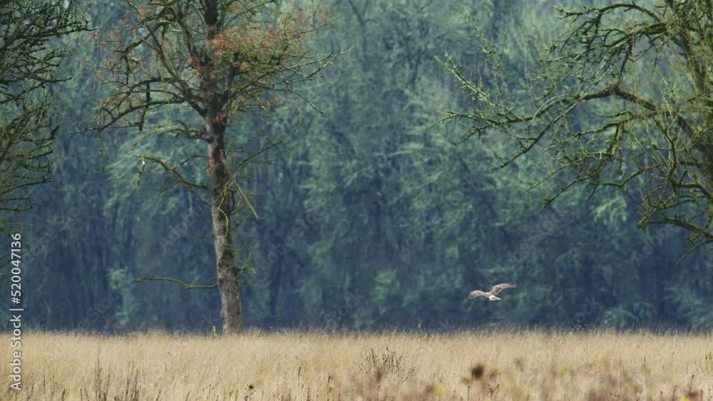 Northern Harrier in Flight, hunting over tall grass