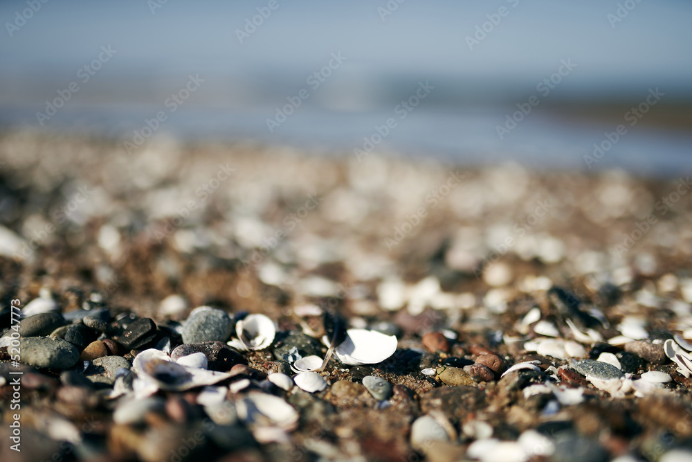 Seashells and ladybug on a wild sea beach in the sunset sunlight close-up, focus in the foreground. Seashells and ladybug on a wild sea beach in the sunset sunlight close-up, focus in the foreground.