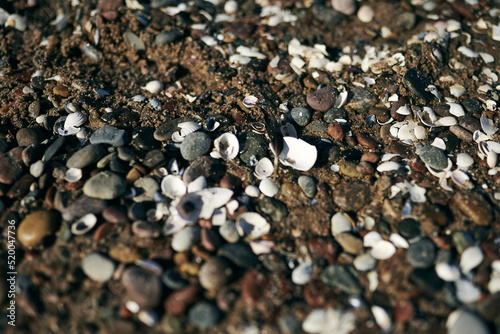 Many small seashells on the shores of the sea.