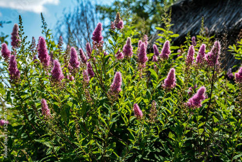 Spiraea douglasii flower blooming, known as hardhack steeplebush and rose spirea photo