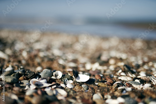 Seashells and ladybug on a wild sea beach in the sunset sunlight close-up, focus in the foreground.