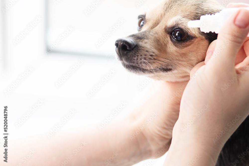 dog vision protection, ophthalmic eye drops for pets from animal eye  disease, doctor veterinarian instills medicine in the eyes of a small toy  terrier in a veterinary clinic Stock Photo | Adobe