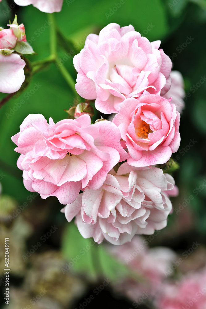 Group of Rosa banksiae rosea in bloom