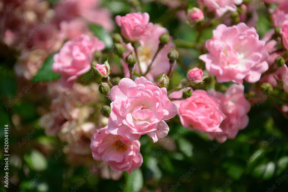 Group of Rosa banksiae rosea in bloom