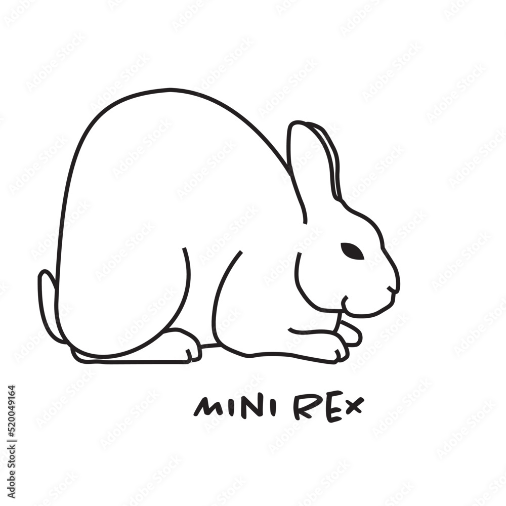 Fototapeta premium mini rex