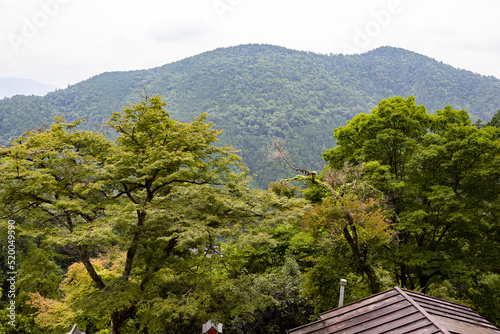 Green maple leaf in Kurama