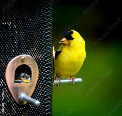 Fototapet American goldfinch eating seed while perched on feeder