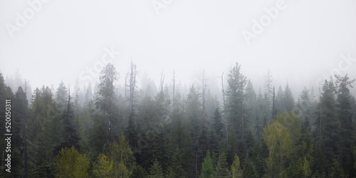 Green Trees in Foggy and Misty Rain Forest. Mullan Road Historical Park, Idaho, United States. Rainy Weather. Nature Background