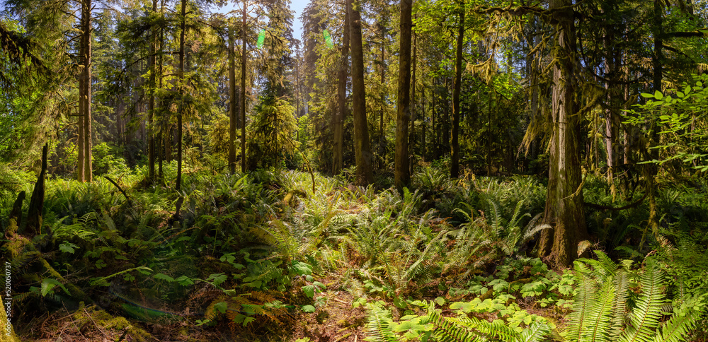 Lush Green Rain Forest in Pacific Northwest. MacMillan Provincial Park, Vancouver Island, BC, Canada. Nature Background Panorama Lush Green Rain Forest in Pacific Northwest. MacMillan Provincial Park, Vancouver Island, BC, Canada. Nature Background Panorama