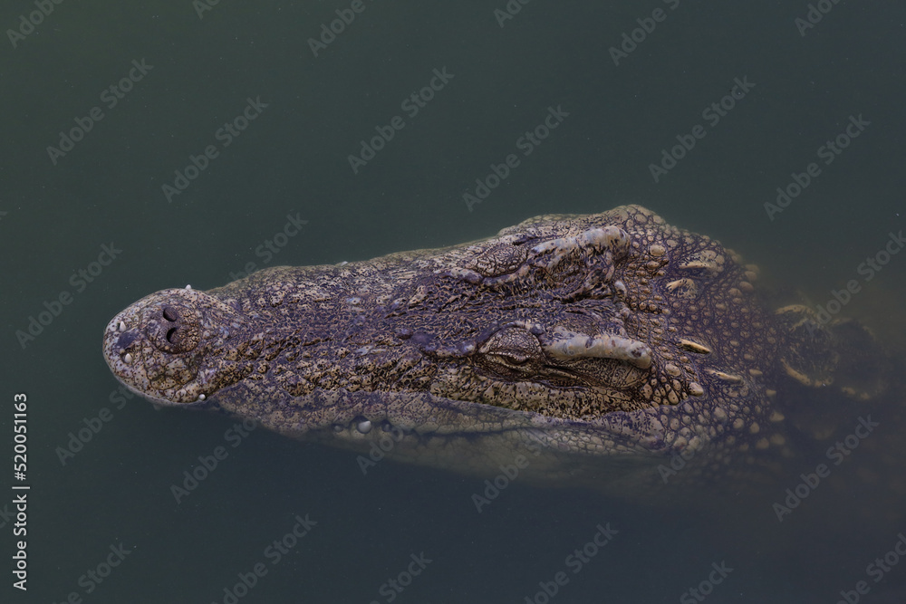 Close up big head crocodile is show head in river Close up big head crocodile is show head in river