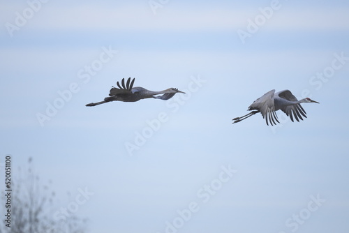 pair of sandhill cranes flying in the sky
