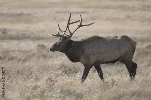 stag with large antlers walking on the Rocky Mountains in winter