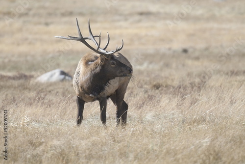 stag with large antlers standing on the Rocky Mountains in winter