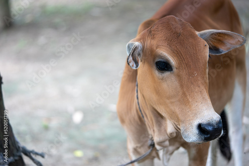 Brown color cow the calf © batin