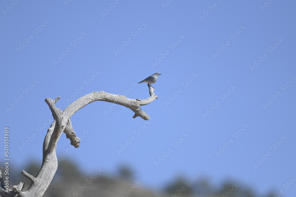 small bird sitting on a tree branch against blue sky small bird sitting on a tree branch against blue sky