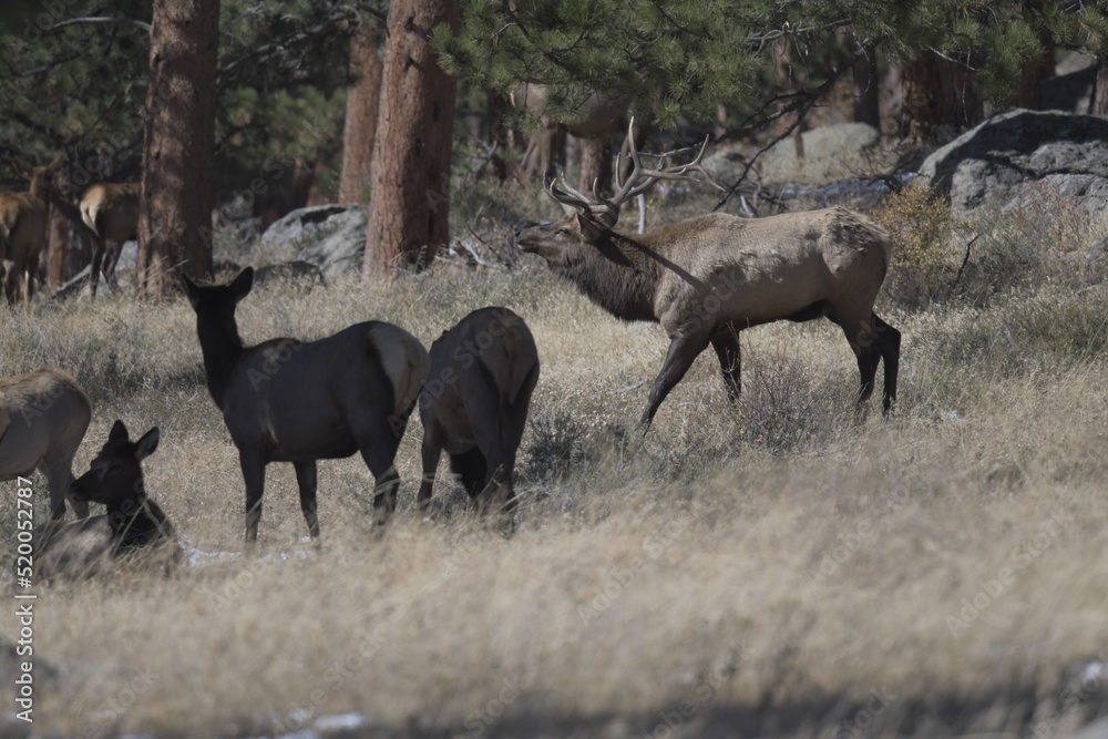 herd of deer standing by a forest in winter on the Rocky Mountains herd of deer standing by a forest in winter on the Rocky Mountains