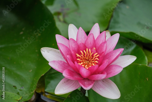 Beautiful flowers on the lake