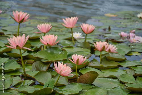 Beautiful flowers on the lake